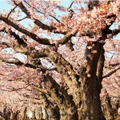 望楼NOGUCHI函館、2027年4月20日に営業再開へ 湯の川温泉で宿泊予約の受付開始