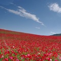 秩父湯元 武甲温泉が「天空のポピー2026」コラボキャンペーン——入園カード提示でタオル無料、ポピー風呂も登場