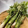 川治温泉「祝い宿 寿庵」が炭火オープンキッチンダイニングにリニューアル——2時間かけた岩魚の塩焼きなど里山の味を提供