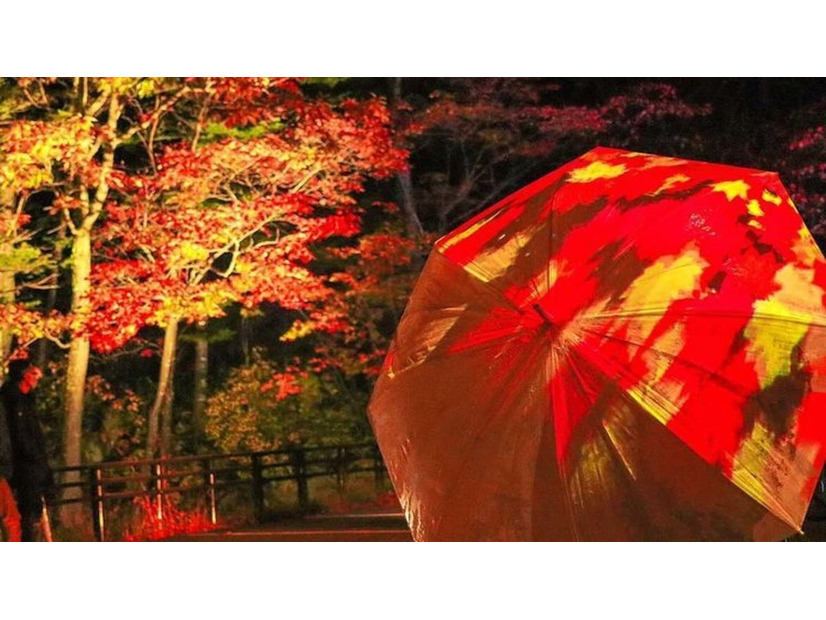 紅葉谷のライトアップの様子