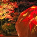 紅葉谷のライトアップの様子