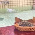 秩父湯元 武甲温泉、お茶水風呂や氷柱水風呂で涼む「納涼祭」7月17日開催——横瀬町産廃棄茶葉を再利用